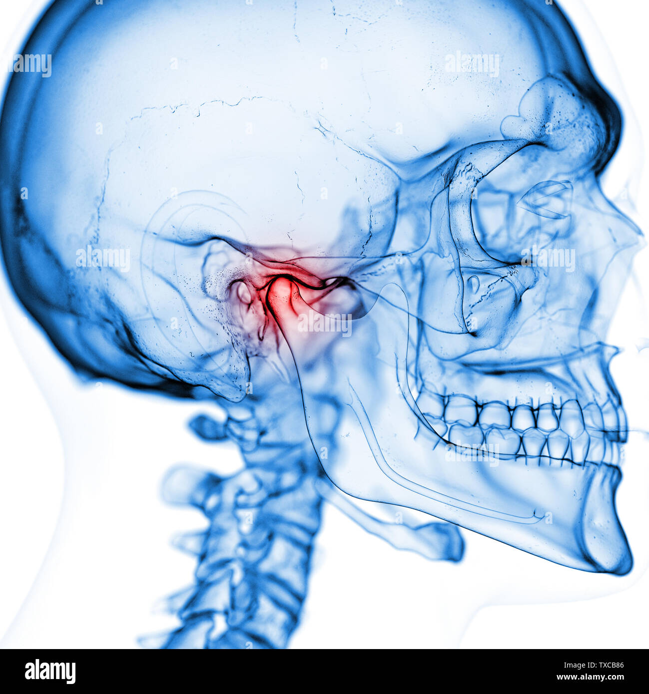 Temporomandibular Joint