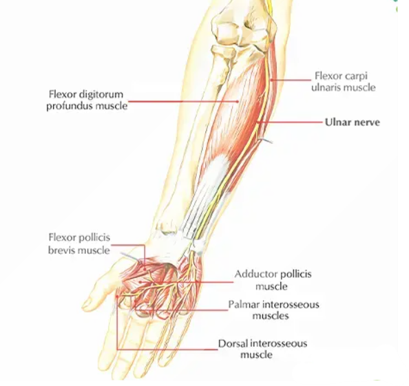 Ulnar Nerve Injury